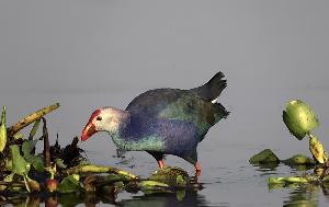 Migratory birds flock to paddy fields, riverbanks in Khulna coastal belt