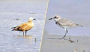 Migratory bird species decline sharply in Amtali coastal belt