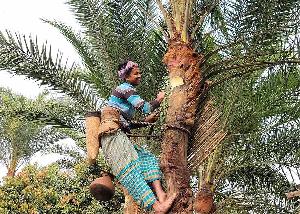 Seasonal date sap trade brings profit to Sonargaon farmer