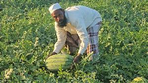 Early watermelon farming brings profit to Teknaf farmer