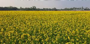 Mustard farmers expect bumper harvest at Dhamoirhat 