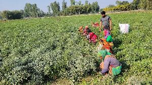 High prices, record chilli harvest bring joy to Phulbari farmers