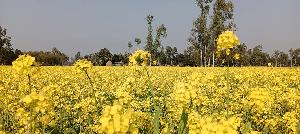 Favorable weather fuels mustard boom at Nageshwari