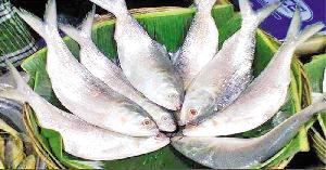 Climate change cuts Bangladesh's hilsa haul, raising long-term supply risks