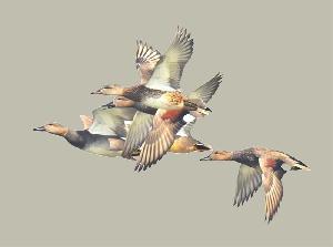 Jobai Beel bird species rise, but population drops alarmingly