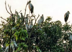 Tirail turns into a year-round bird paradise at Baraigram