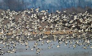 Migratory birds flock to Jobai Beel at Sapahar