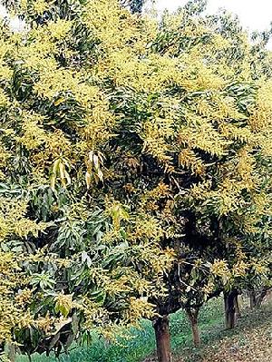 Mango growers anticipate record harvest in Meherpur