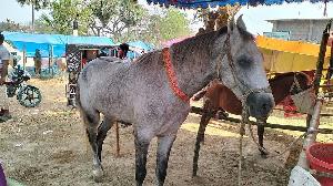 500-year-old horse fair draws crowds in Joypurhat 