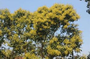 Mango trees burst into bloom across Amtali villages 