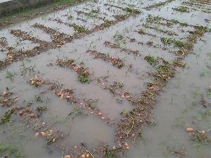 Season's first rainfall floods potato fields in Bogura, Joypurhat