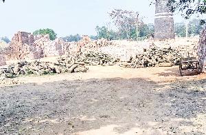 Protected forest wood burnt in Lohagara brick kilns