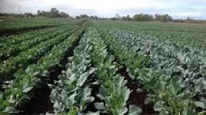 Broccoli farming gains popularity among Narayanganj farmers