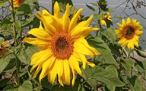 Sunflower cultivation transforms Tangail riverlands