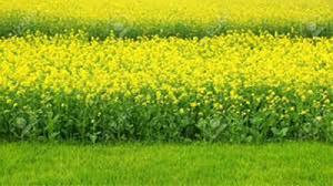 Farmers in Narayanganj eye bumper mustard harvest 