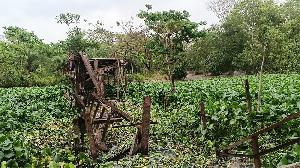Iron bridge collapses at Taltali 
