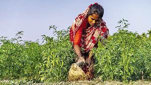 Gender wage gap widens as female farm workers earn 26pc less