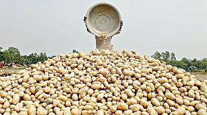Onion-potato farmers count losses despite bumper harvest