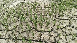 Taltali Boro fields drying up for fuel crisis