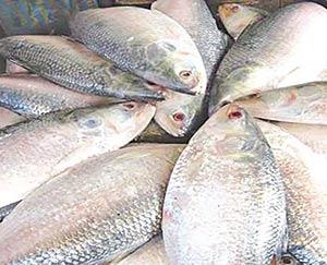 Hilsa production hits 8-year low