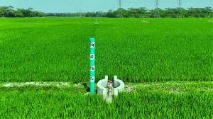 Rain in Barishal brings relief to Boro paddy farmers, worry to watermelon growers 