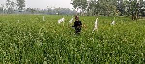 Rat invasion in Nageshwari Boro fields leaves farmers in despair