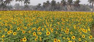 Sunflower bloom makes Morrelganj farmers happy