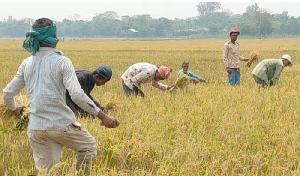 Boro harvesting begins amid fear of flash flood, hailstorm at Khaliajuri