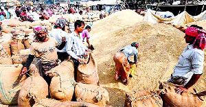 Rajshahi farmers face losses as price slump hits paddy markets 