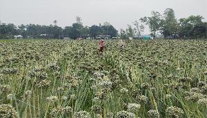 First-ever onion seed farming at Rajarhat creates new prospect