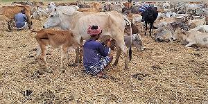 Traditional cattle-rearing still sustains rural livelihood in Rajshahi 