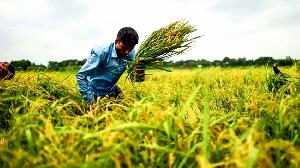Energy shock and Boro rice: The rising threat to Bangladesh’s food security