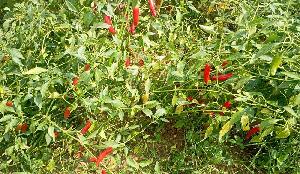 Fair prices drive chilli farming boom at Nalitabari
