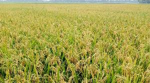 Fuel shortage puts Sirajganj, M'bazar agriculture at risk 