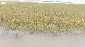 Labour shortage, water-logging damage Boro harvest in Sunamganj haors 