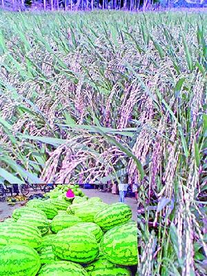 Barishal's seasonal crops add Tk 1.5 lakh cr to agri economy 