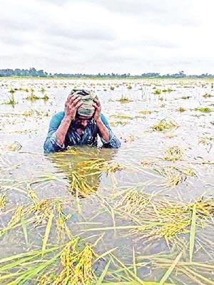 Flood slightly improves but crop loss frustrates farmers 