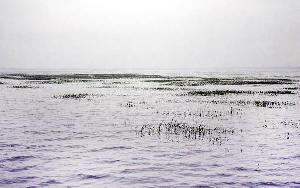 River shoals hamper vessel movement on Ramgati-Daulatkhan route 