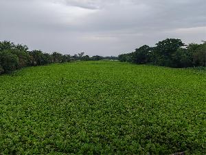 Water hyacinth chokes rivers, canals at Dumuria