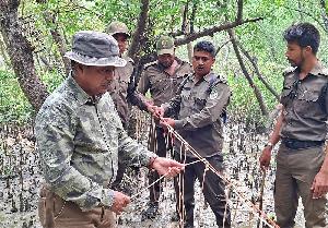 Anti-poaching drives boost wildlife in eastern Sundarban 