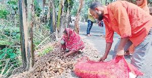 Farmers cry as potato prices fall below cost