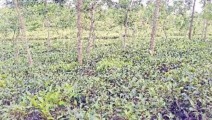 Stormy weather, load-shedding decrease tea output in Habiganj 