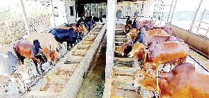 Cow farmers in Meherpur spend busy time ahead of Eid-ul-Azha
