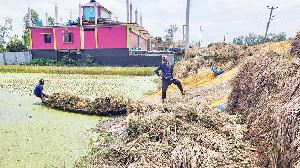 Bumper harvest, poor price leave Sherpur paddy farmers frustrated