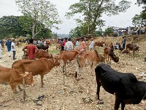 Hill cattle draw crowds at Kaptai livestock market