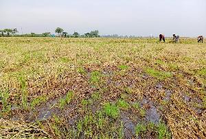 Labour shortage leaves Chalan Beel farmers in distress 