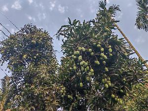 Bumper mango yield brings joy to Dumuria farmers 