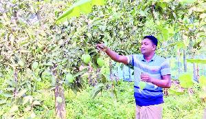 Mango harvest kicks off in Rajshahi