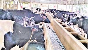 Fears of extortion, Indian cattle entry haunt Tangail farmers