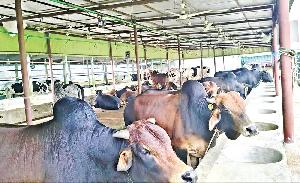 Nalitabari farmers fear losses amid Indian cattle smuggling 
